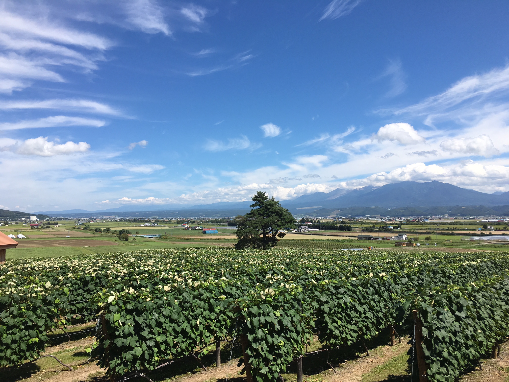 How farms in Hokkaido attract visitors Howdy Japan